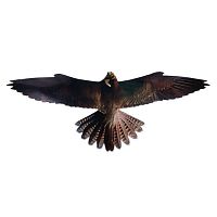 Изображение товара Отпугиватель птиц визуальный Хищник-2 (Чеглок) от магазина Оптикум